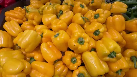 فلفل دلمه‌ ای زرد برداشت روز و کاملاً تازه